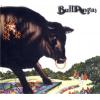 bull angus: bull angus