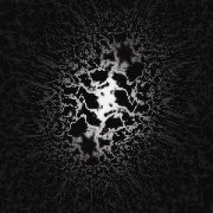 trad, gras och stenar: homeless cats