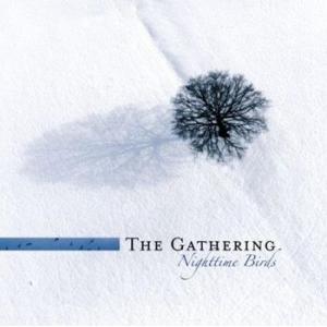 gathering: nighttime birds